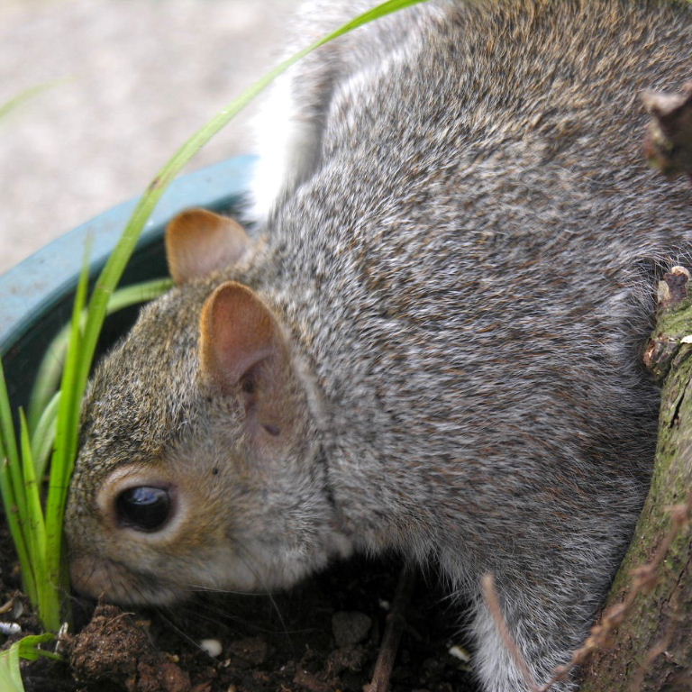 Grey Squirrel