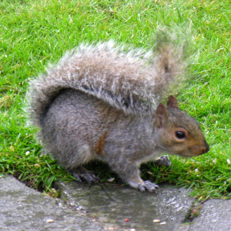 Grey Squirrel with umbrella