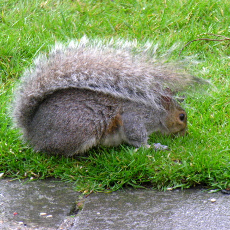 Grey Squirrel using tail as umbrella