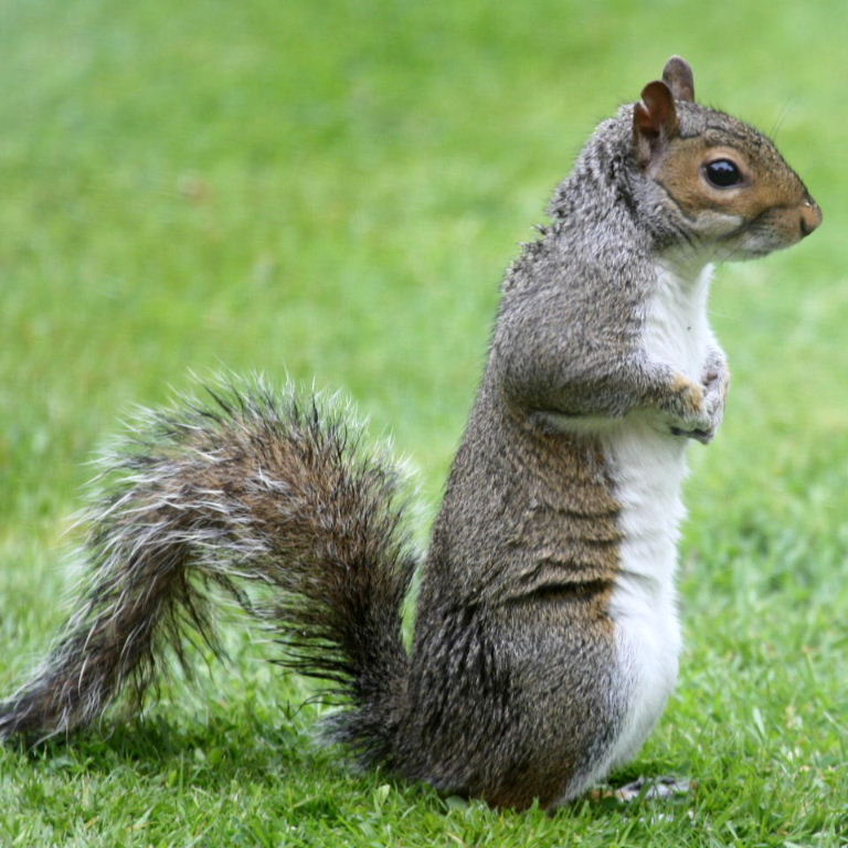 Grey Squirrel standing