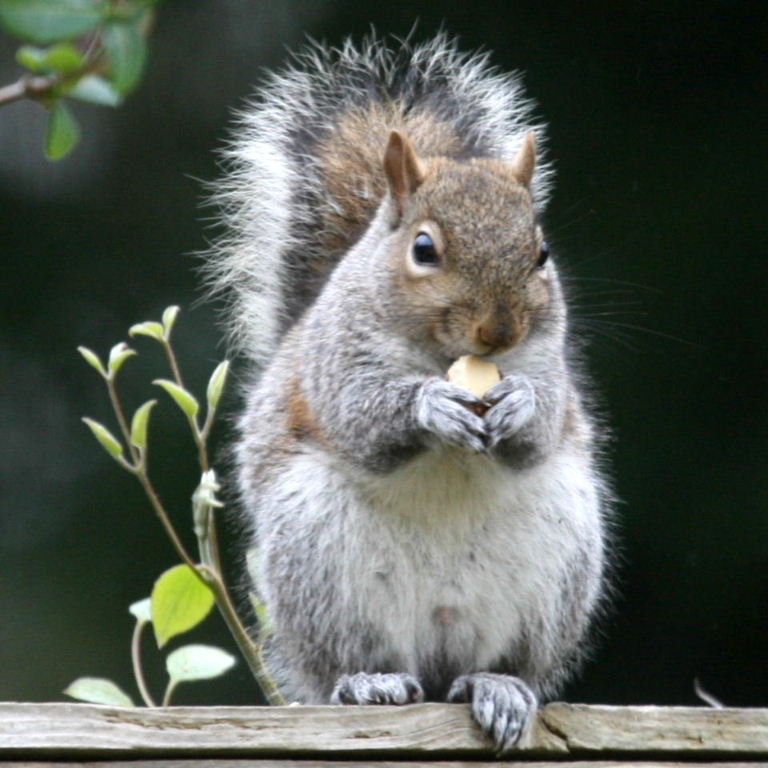 Grey Squirrel sitting on fence
