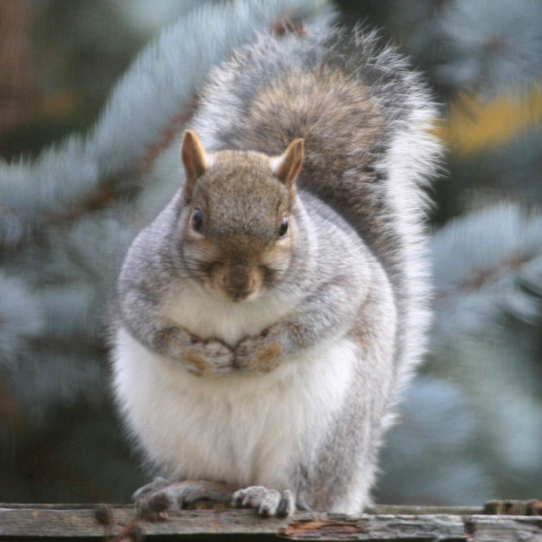 Grey Squirrel on fence