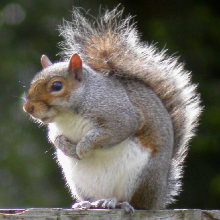 Grey Squirrel sits on fence