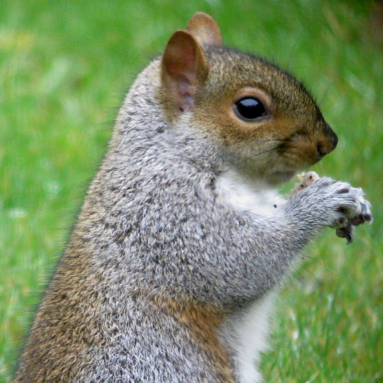 Grey Squirrel baby