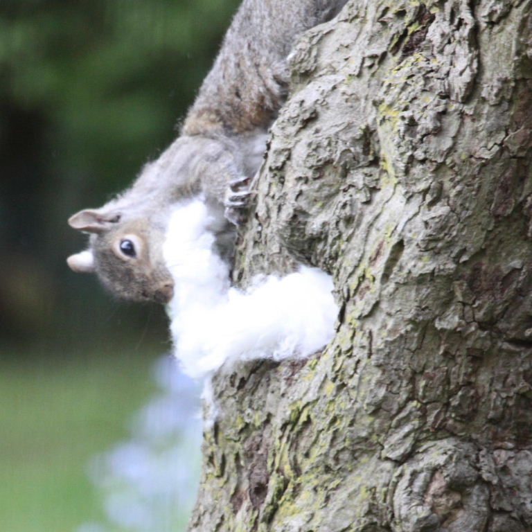 Squirrel with beard