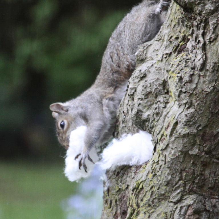 Squirrel with beard