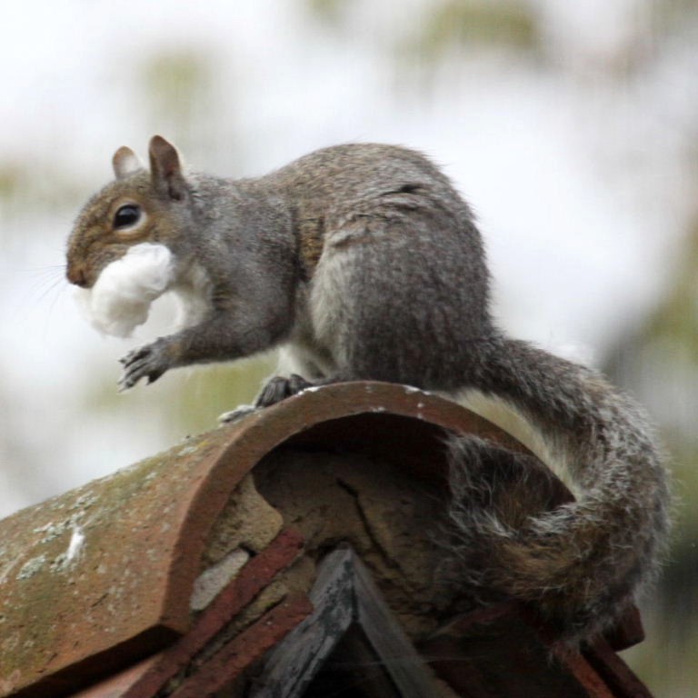 Grey Squirrel with beard