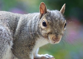 Squirrel close up