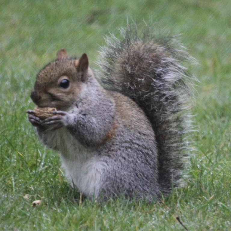 Grey Squirrel playing harmonica