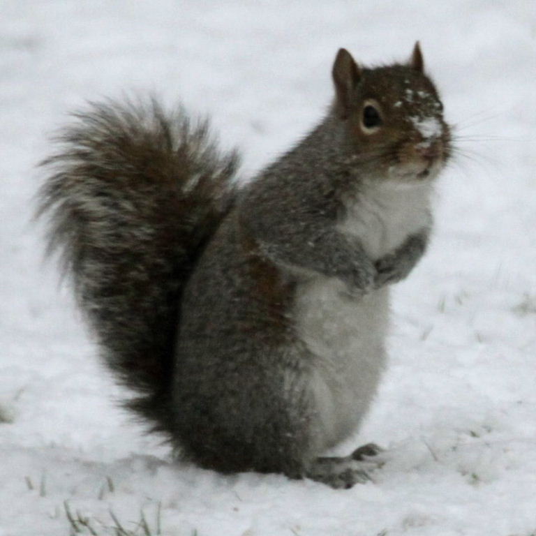 Squirrel in the snow