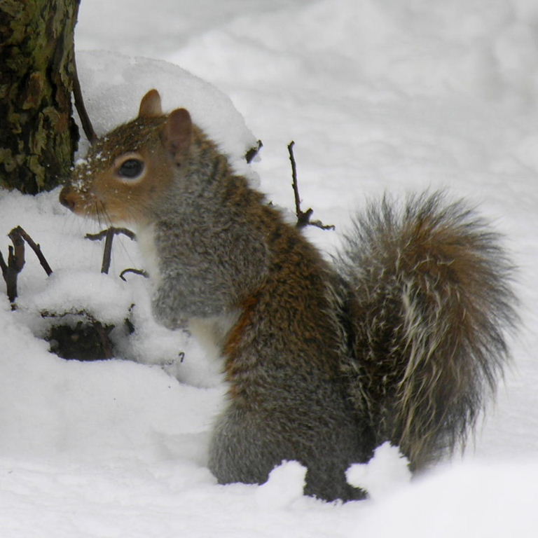 Squirrel in the snow