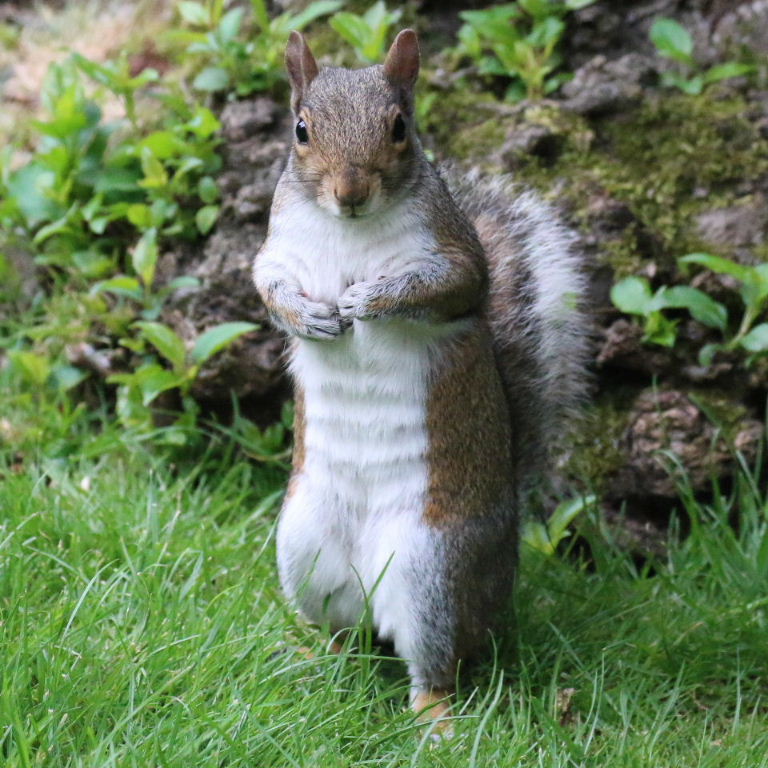 Grey Squirrel standing