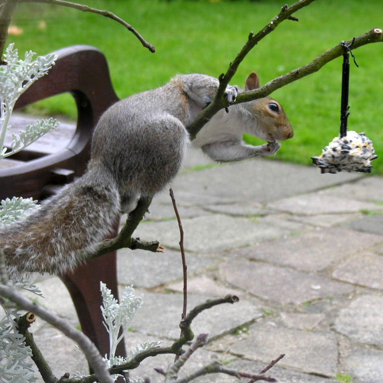 The Thinker