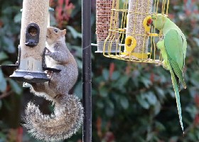 Squirrel-proof feeder