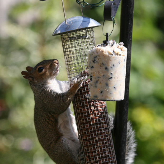 Squirrel on bird feeder