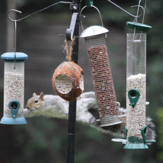 Squirrel on bird feeder