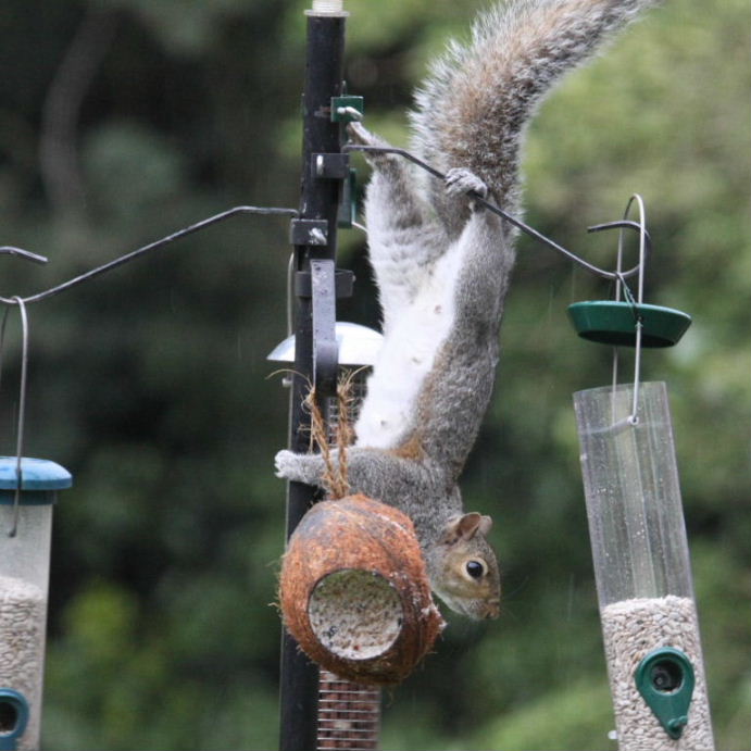 Squirrel on bird feeder