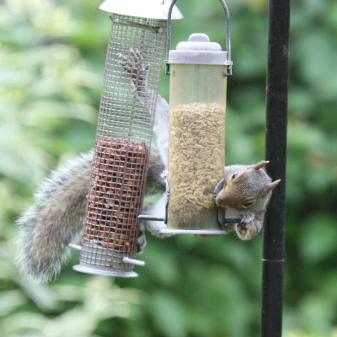 Squirrel success