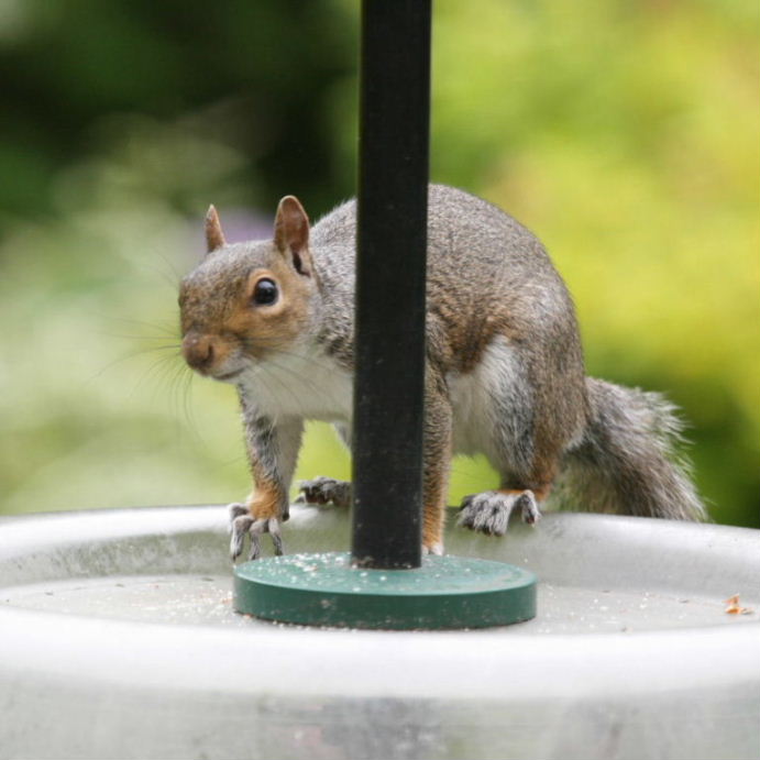 Squirrel on squirrel-proof feeder