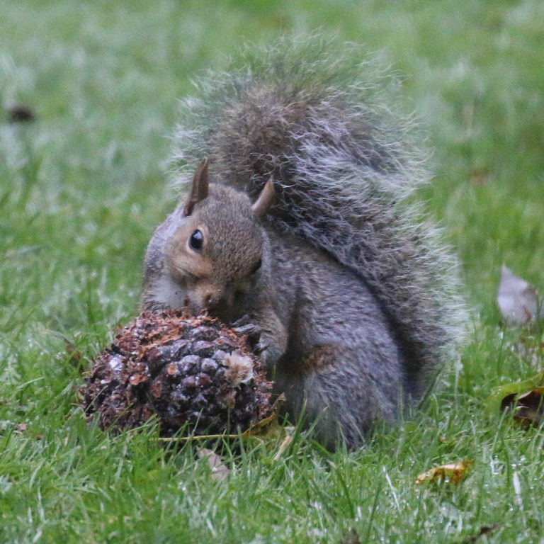 Squirrel with giant fir cone