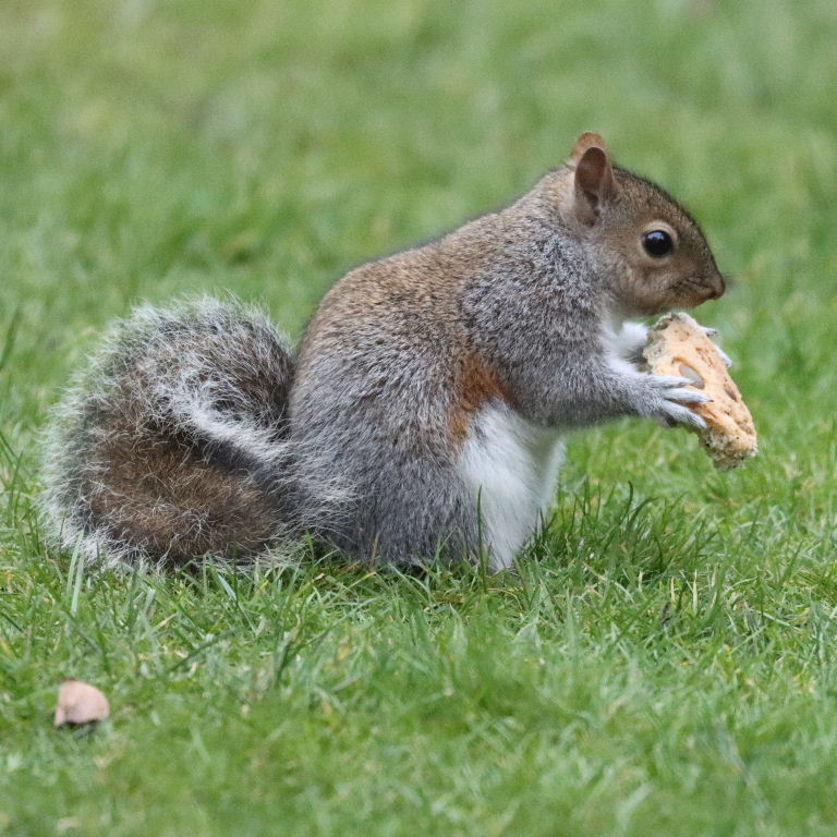 Squirrel with crust