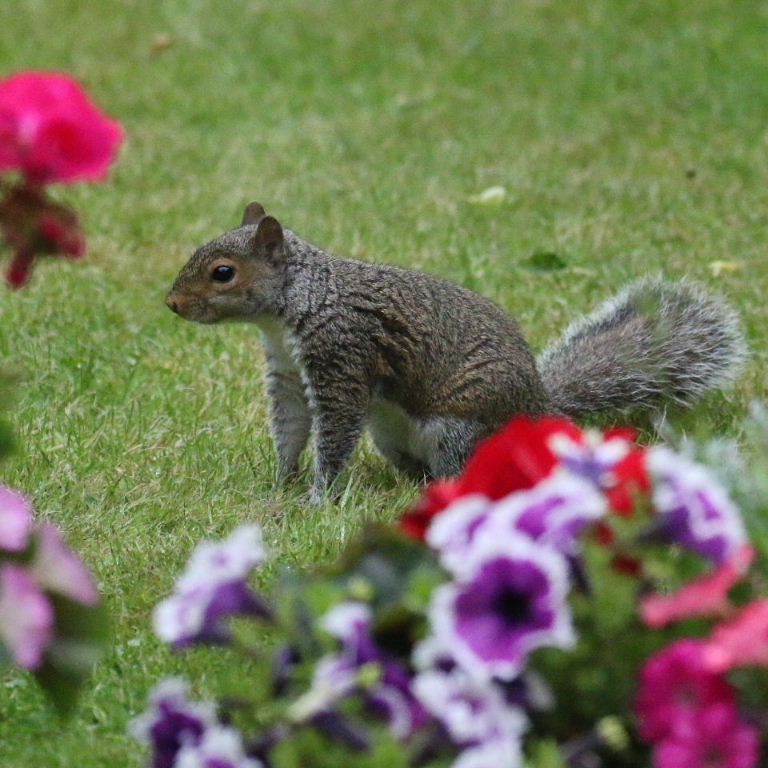 Squirrel with flowers