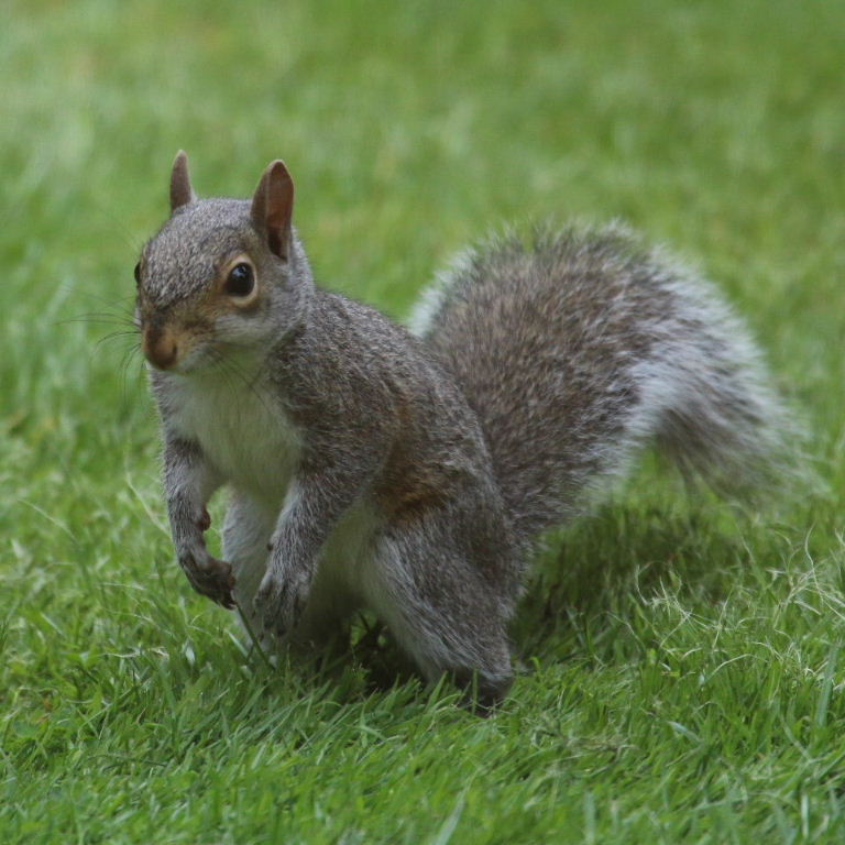 Grey Squirrel