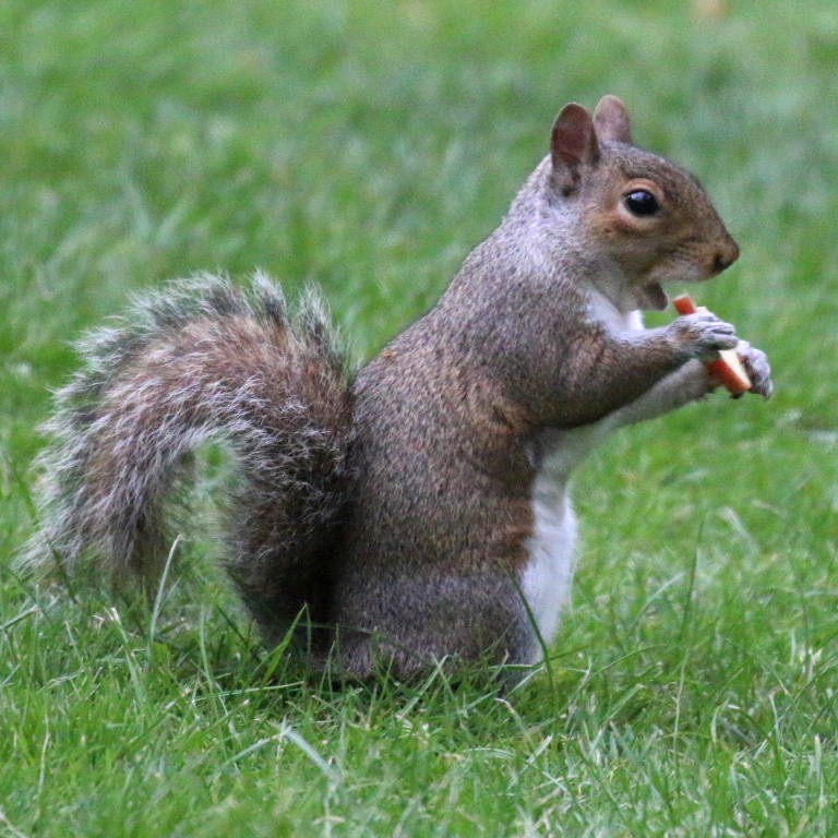 Squirrel with apple
