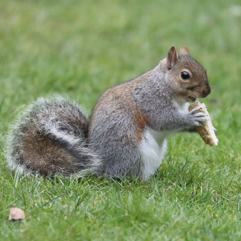 Squirrel with crust