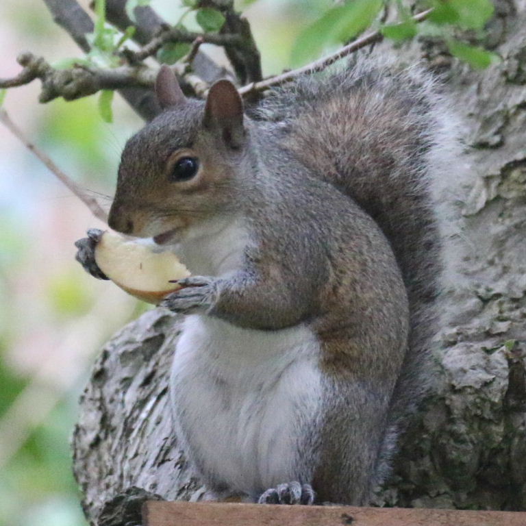 Squirrel with apple