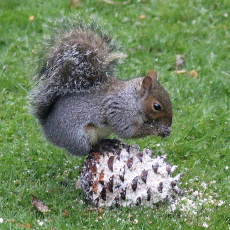 Squirrel with giant fir cone