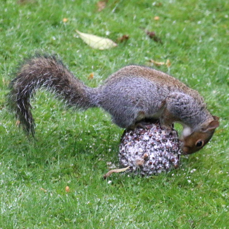 Squirrel with giant fir cone