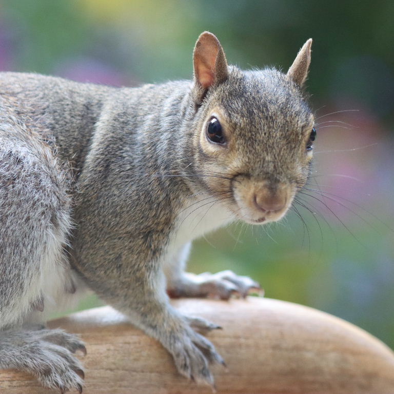 Squirrel close-up