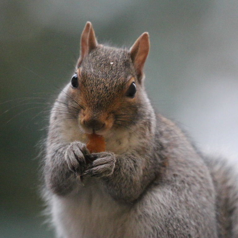 Squirrel close-up