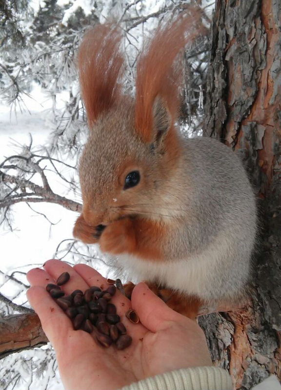 Red Squirrel with grey head and body