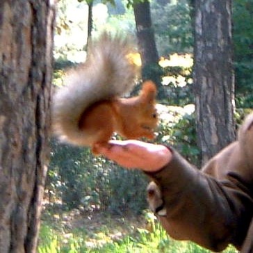 Red Squirrel with grey tail