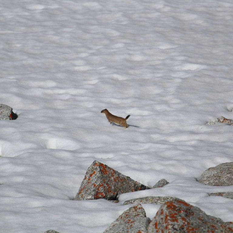 Stoat in snow
