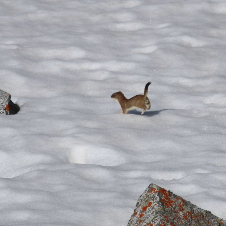 Stoat in snow