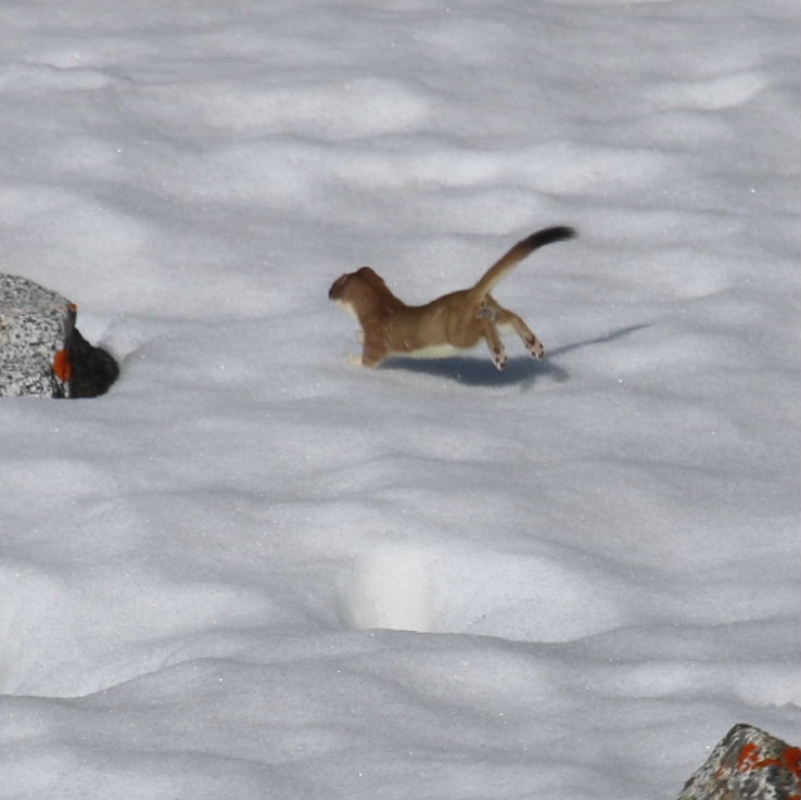 Stoat in snow