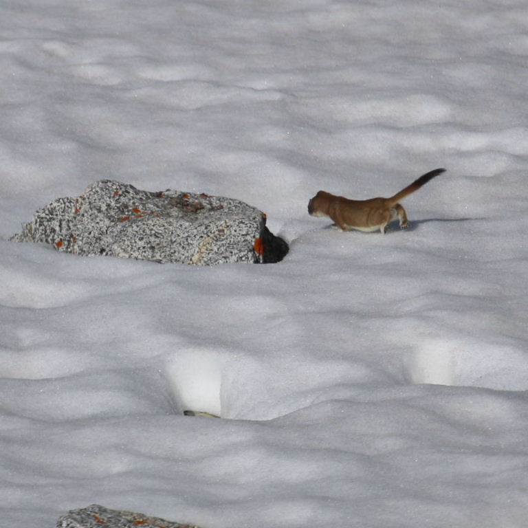 Stoat in snow