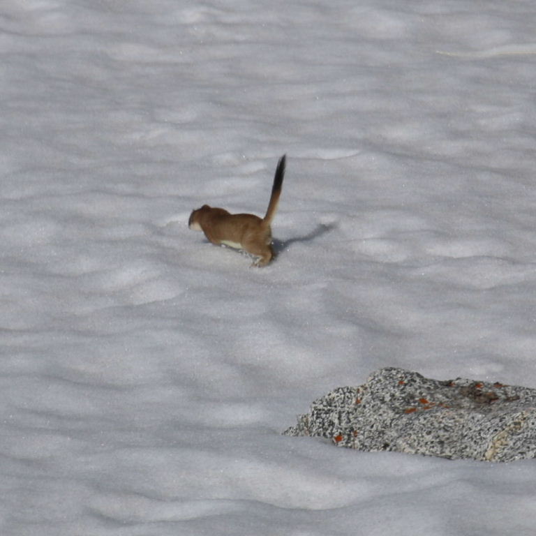 Stoat in snow