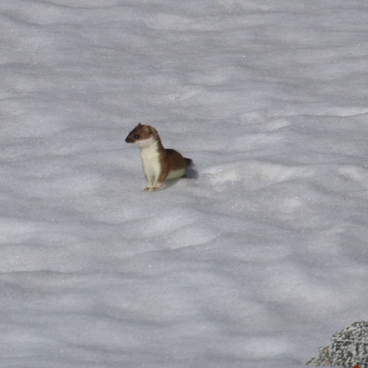 Stoat in snow