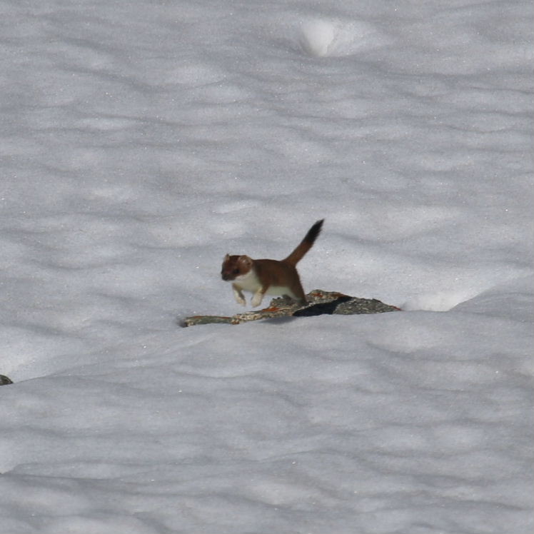 Stoat