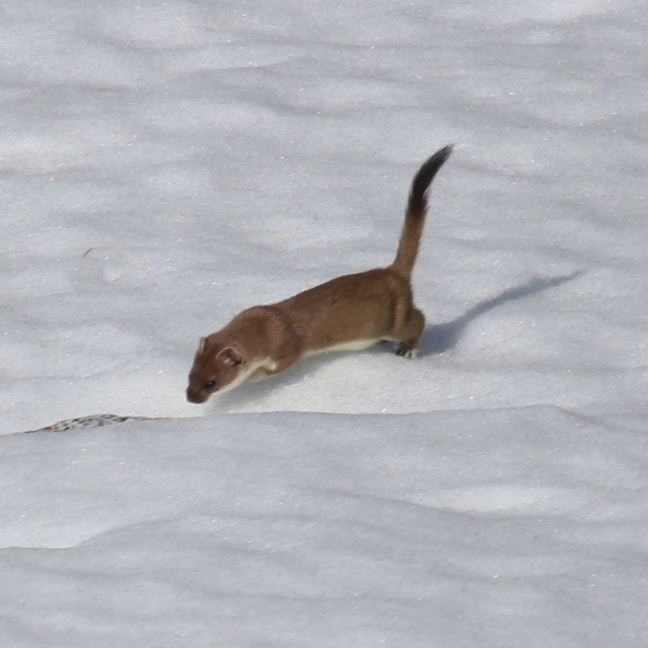 Stoat