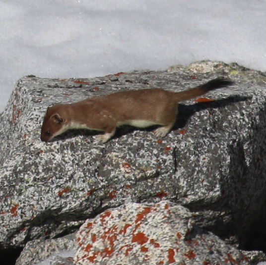 Stoat