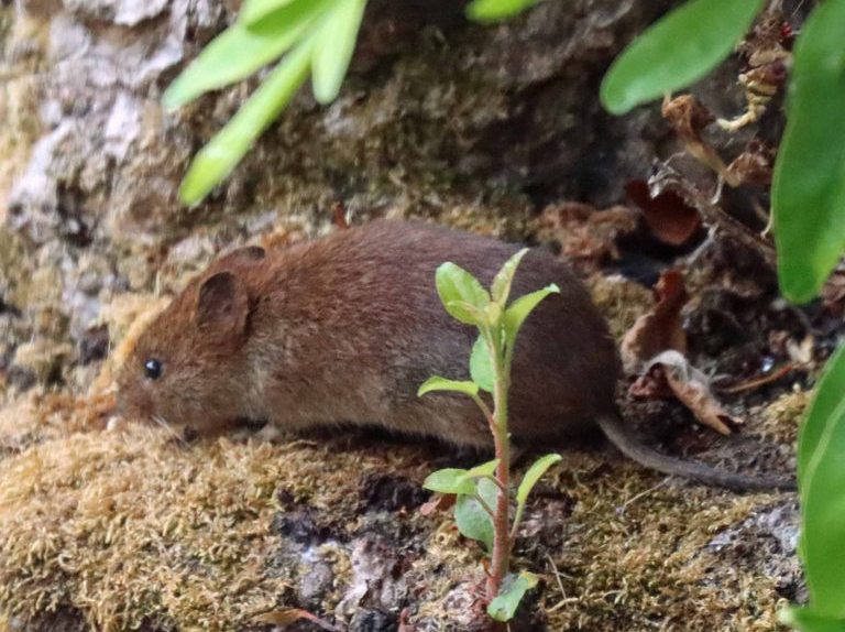Bank Vole