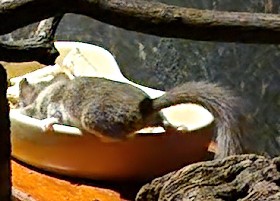 Woodland African Dwarf Dormouse