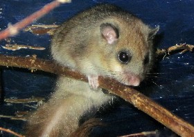 Glis glis European Fat Dormouse