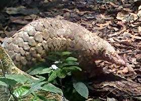 Sunda Pangolin