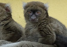 Greater Bamboo Lemur